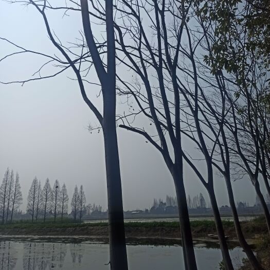 沅江市栾树