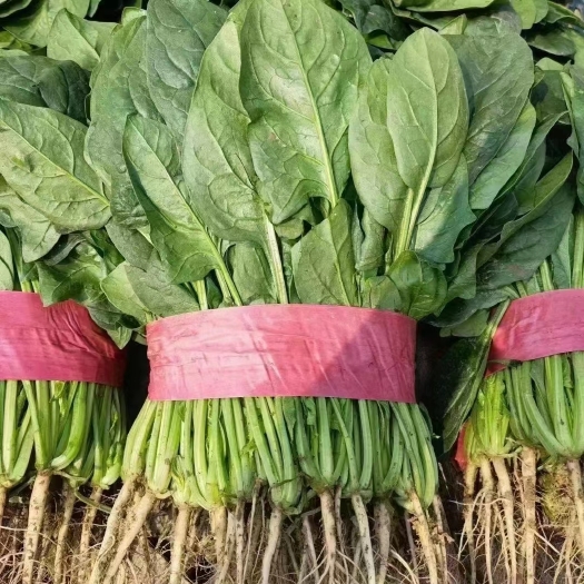 邯郸菠菜