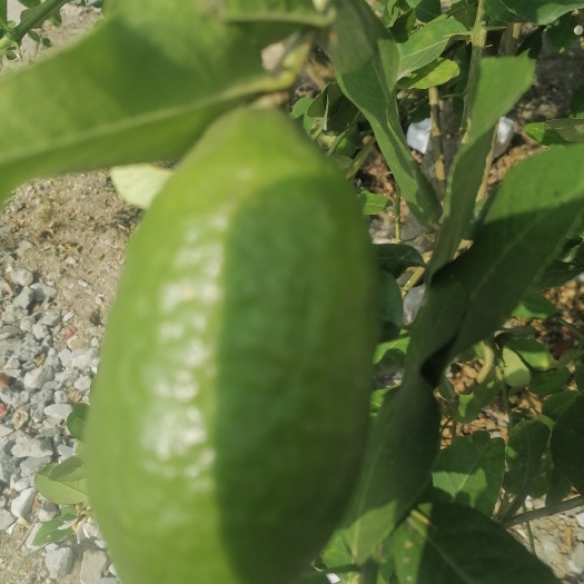 化州市广东无核香水柠檬