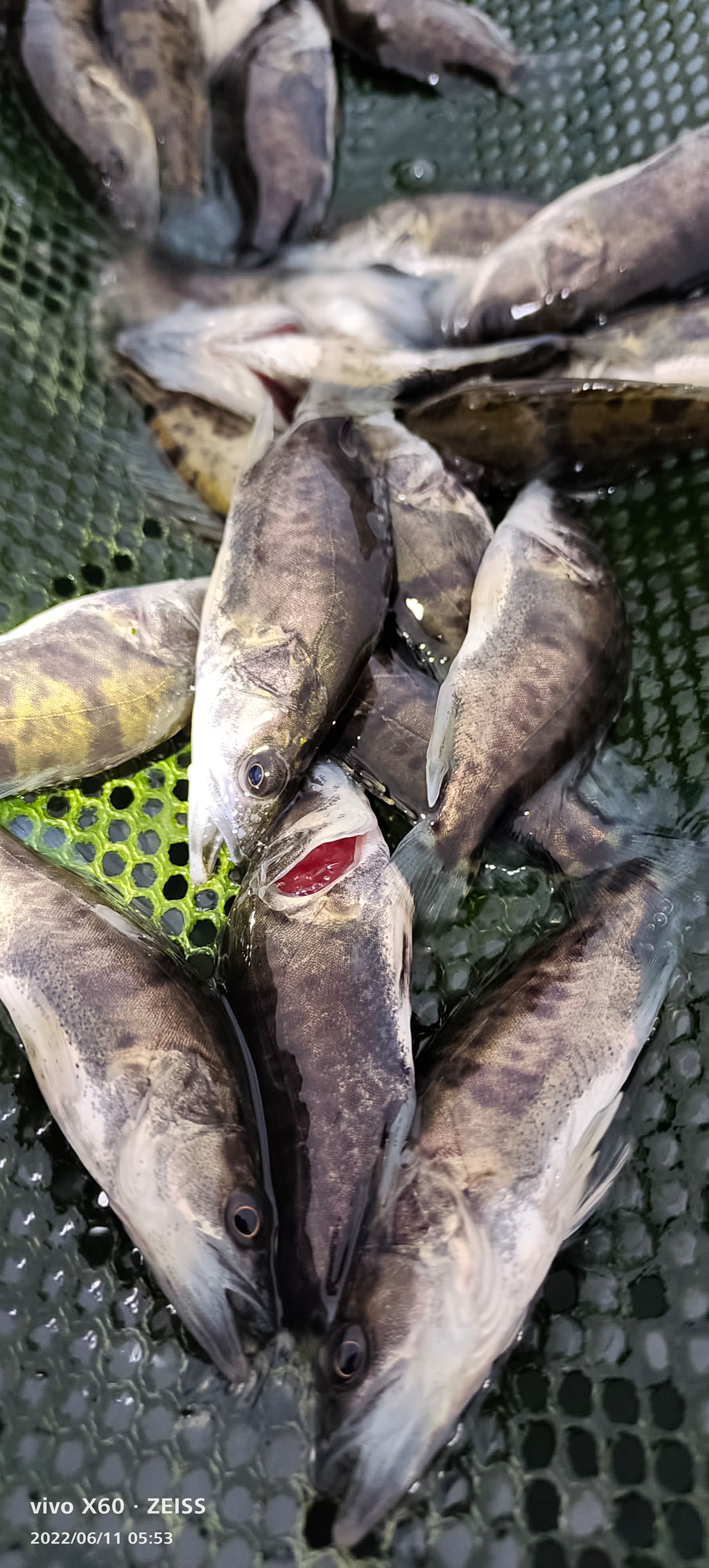 桂花鱼苗，普通桂花鱼苗饲料桂花鱼苗，翘嘴鳜鱼苗