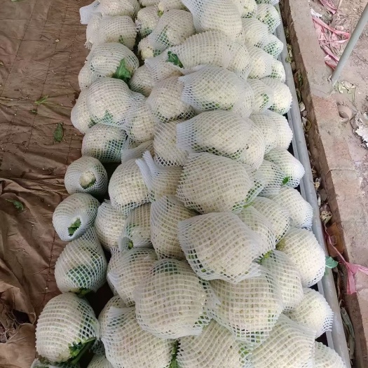邯郸花菜