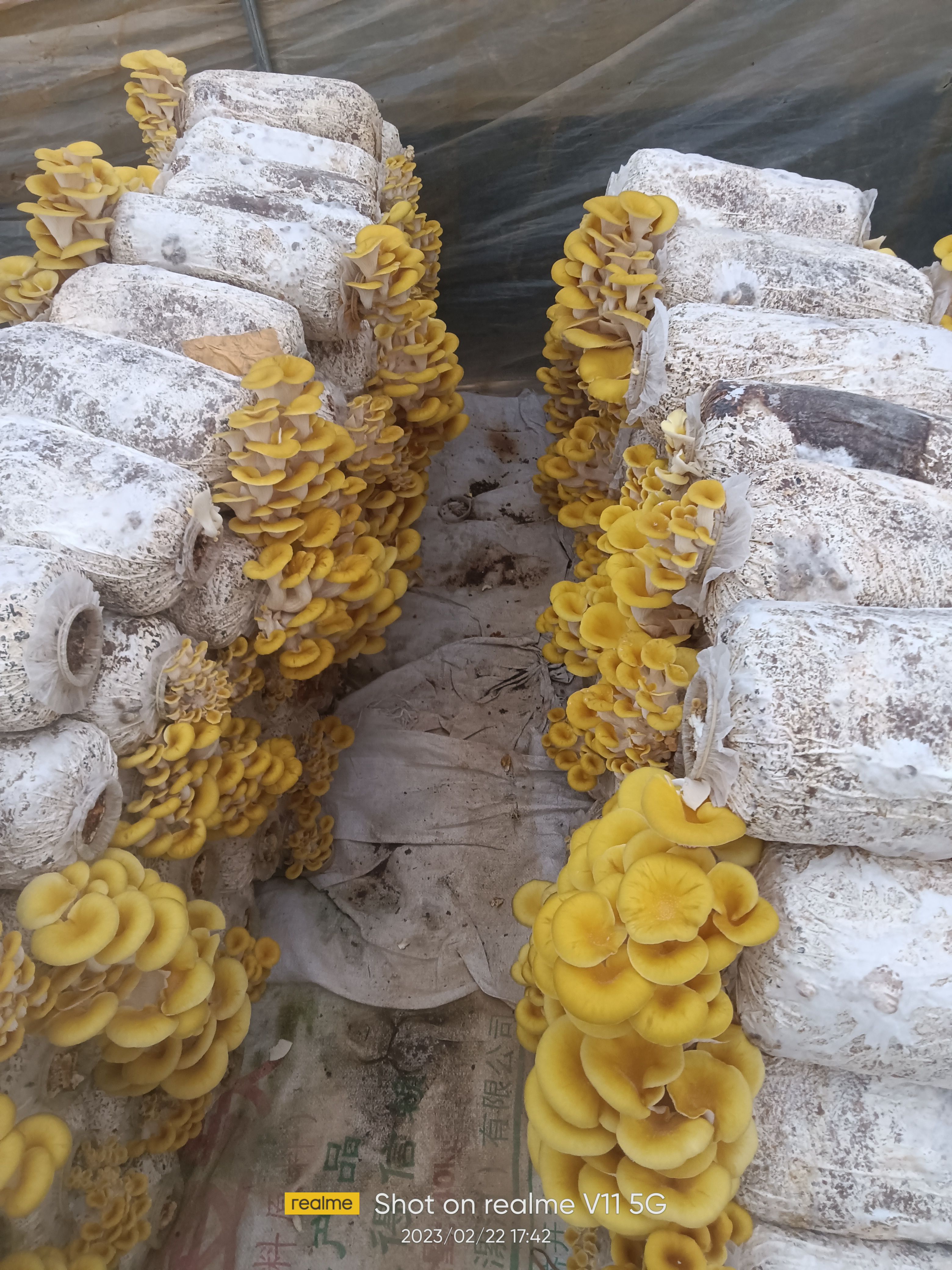 鸡油菌