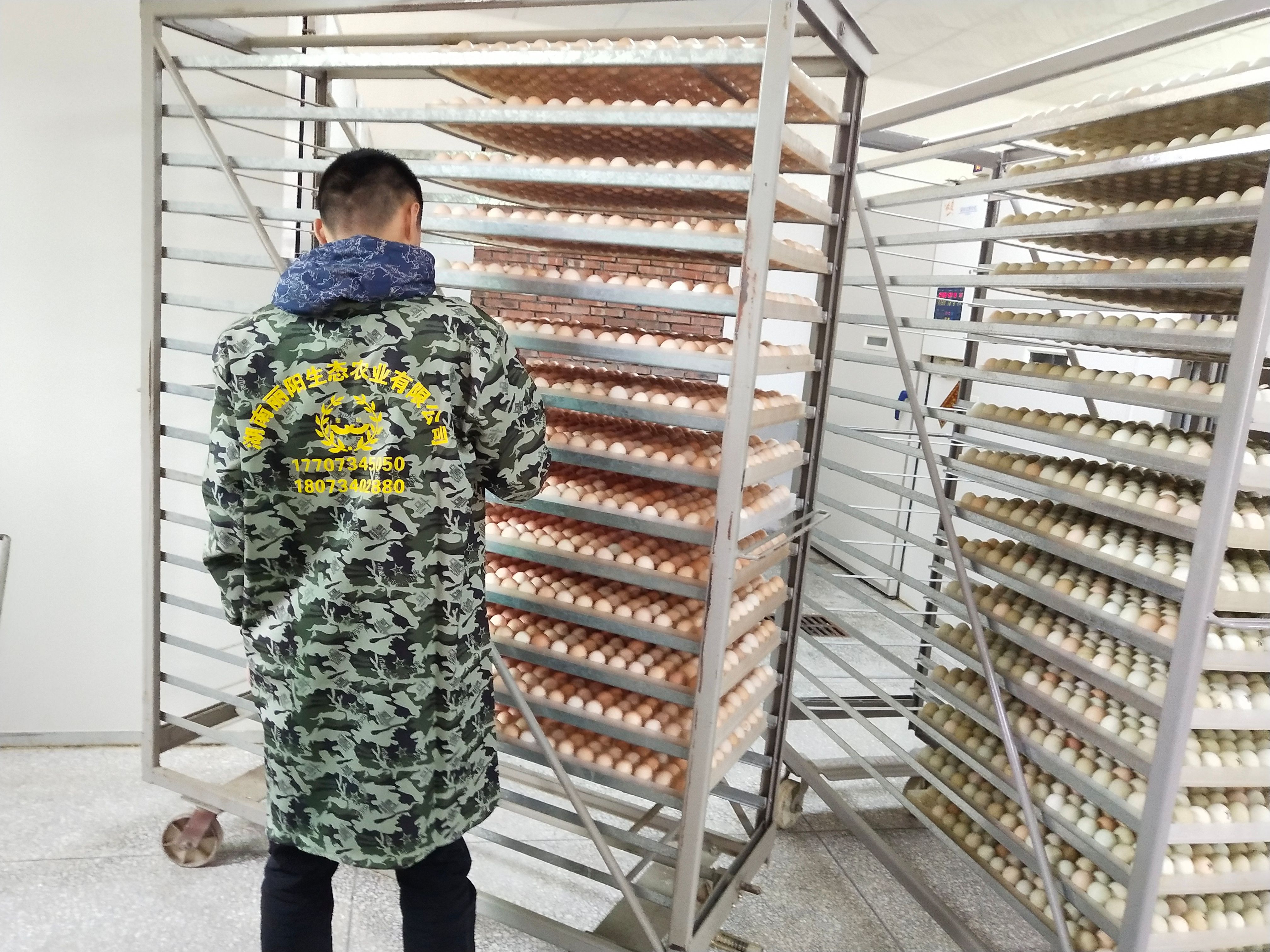 白羽肉鸡苗活体混合苗厂家直销小鸡出壳苗雏品种正包邮