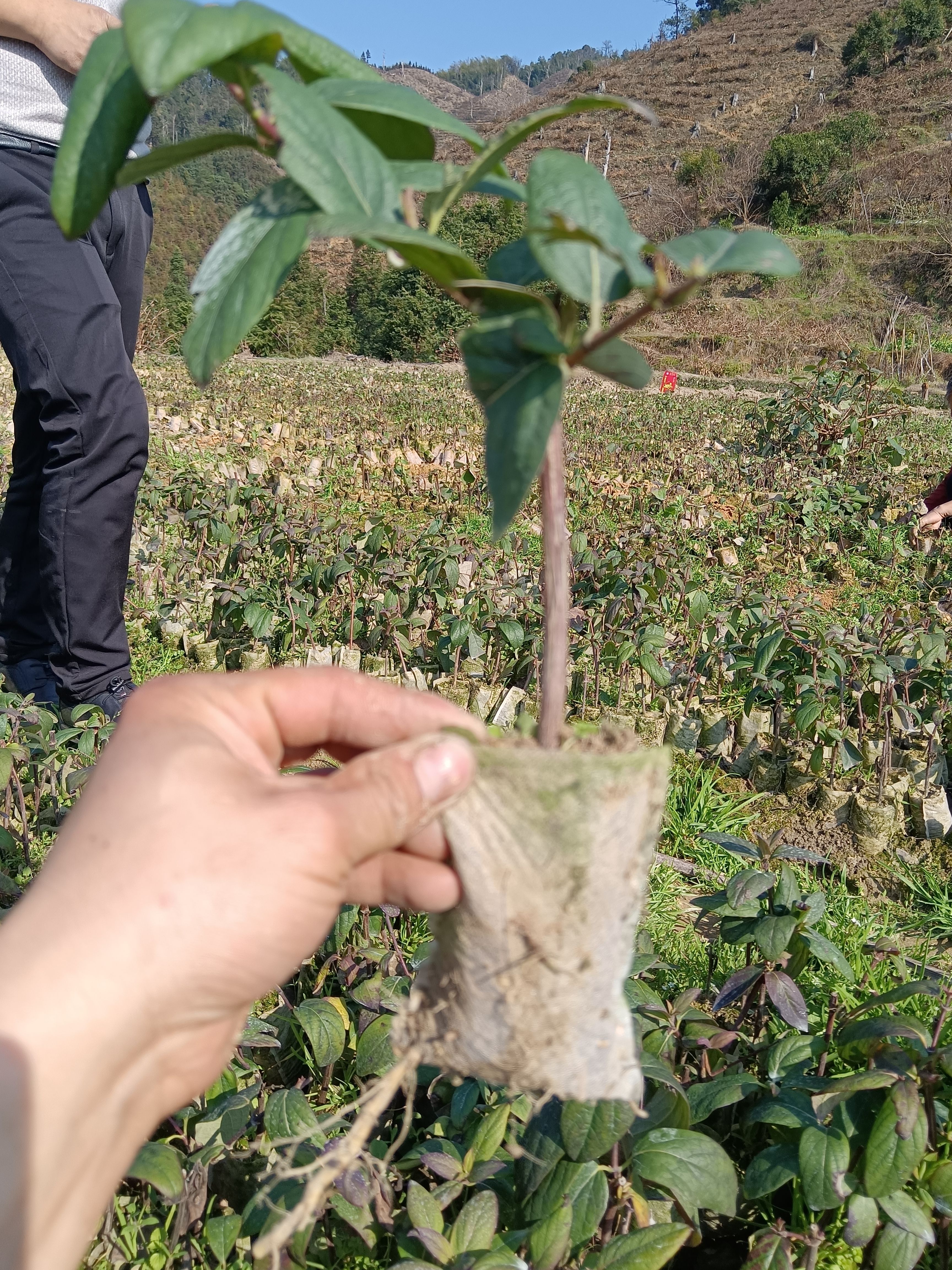 湘蕾5号金银花扦插杯苗