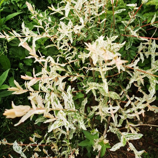 花叶杞柳苗彩叶杞柳苗花叶杞柳杯苗