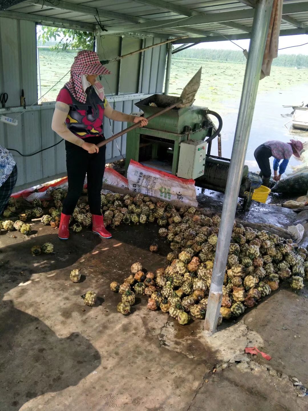 芡实鸡头米批发