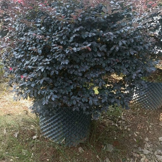 宜良县百日草
