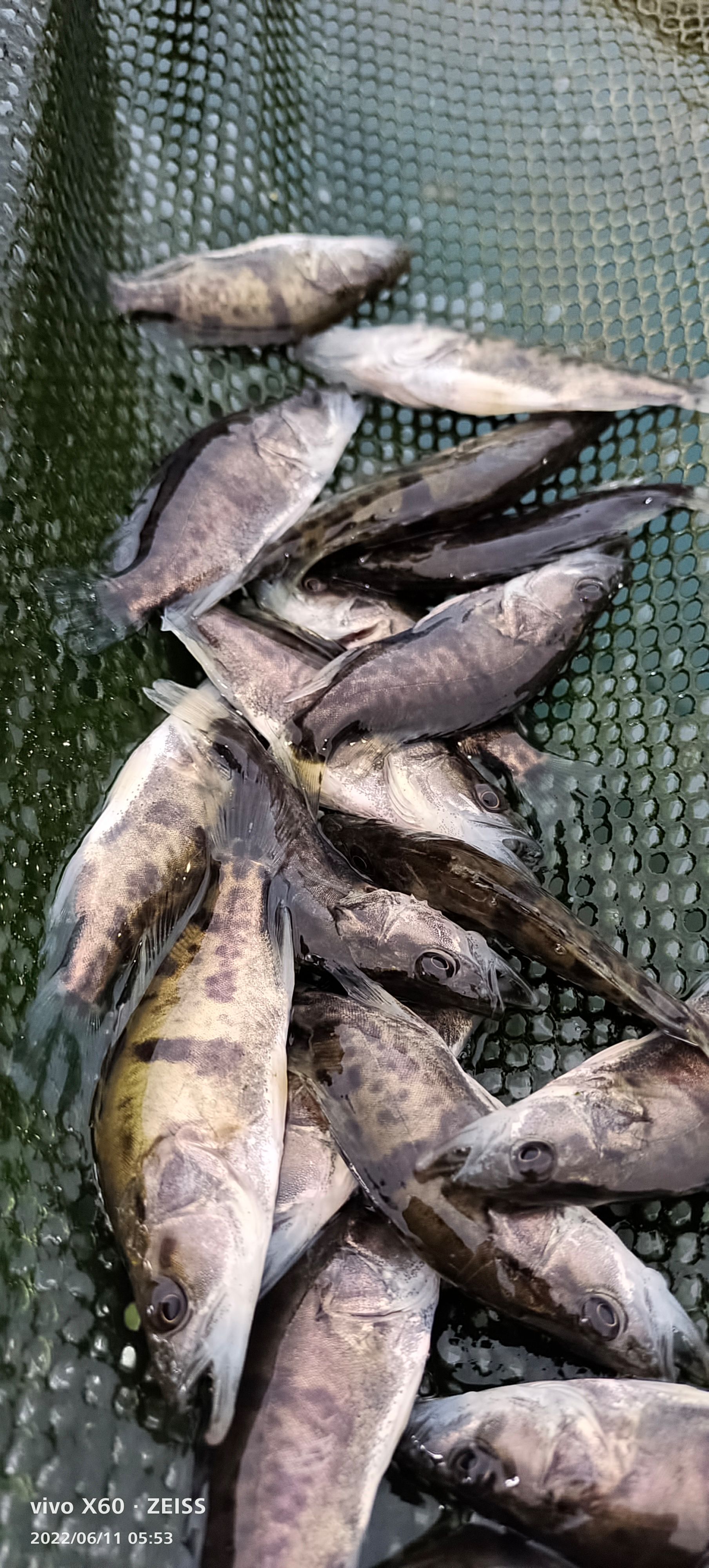 桂花鱼苗，普通桂花鱼苗饲料桂花鱼苗，翘嘴鳜鱼苗