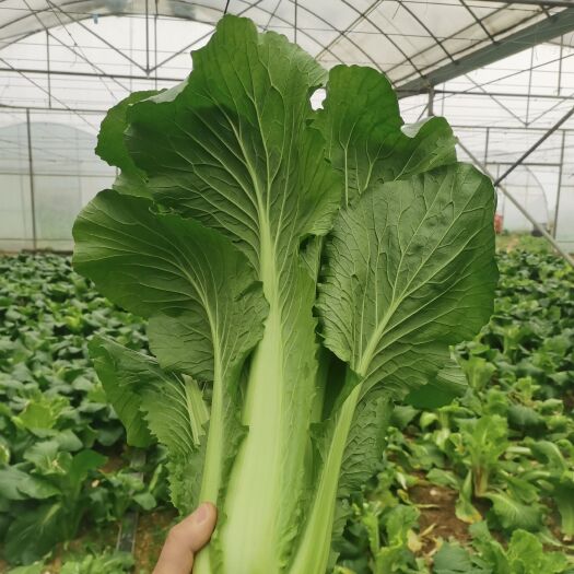 丹寨县青口白批发，量大从优