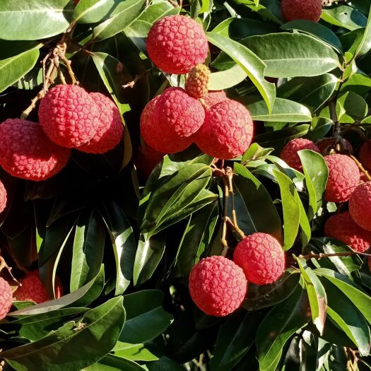 东莞市桂味荔枝，糯米糍荔枝，合枝