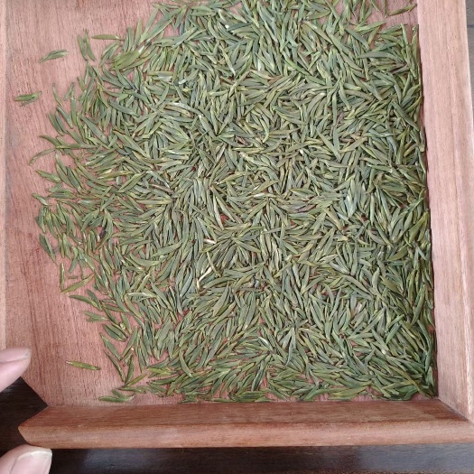 屏山县宜宾屏山高山绿茶
