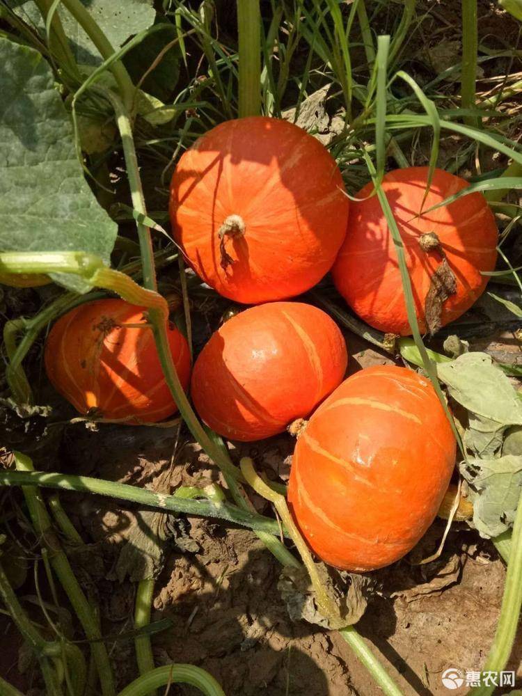 种业厂家直销农乐红宝 红南瓜之星，南瓜种子，欢迎咨询