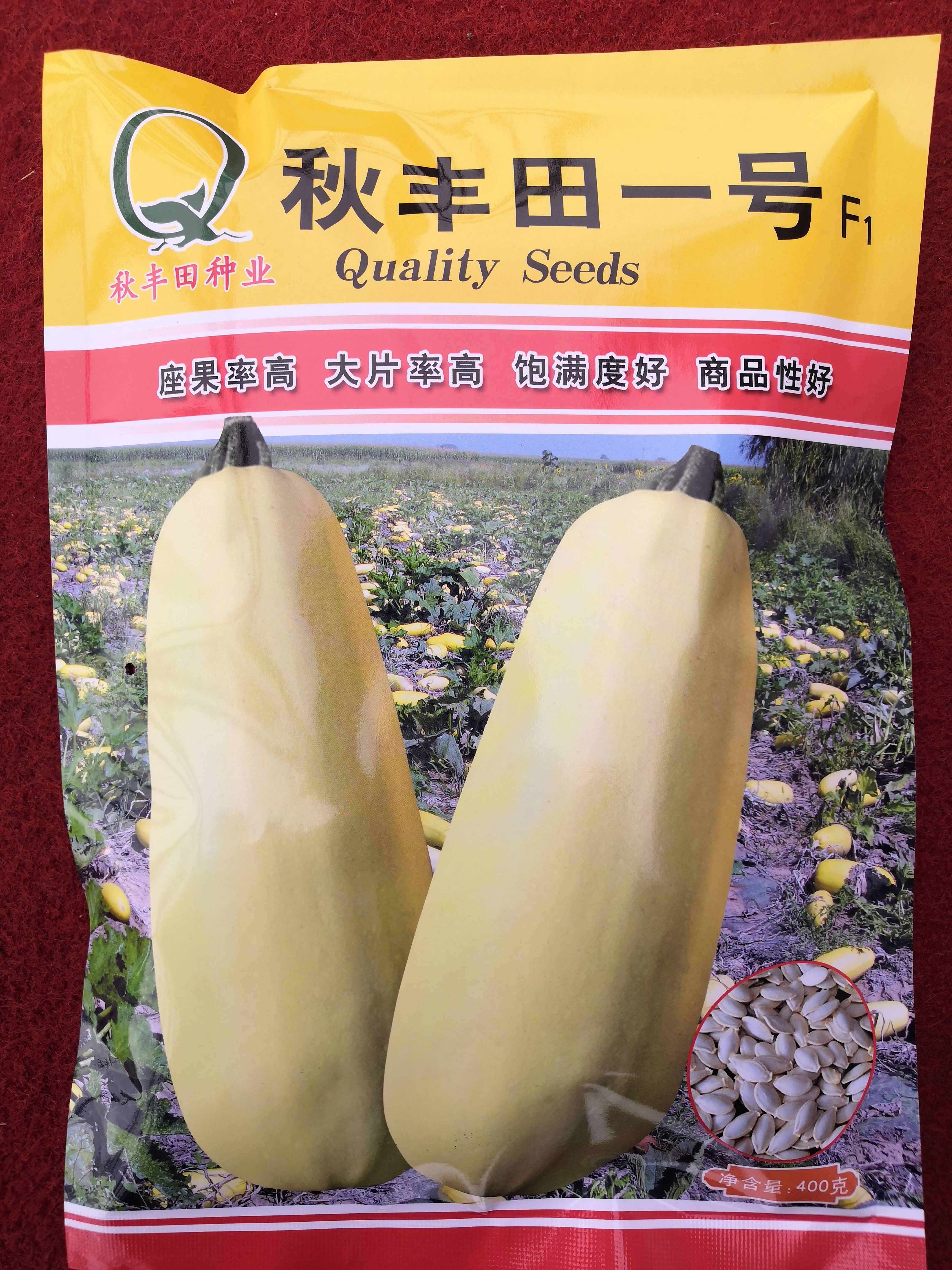 固阳县秋丰田一号 大片籽用西葫芦