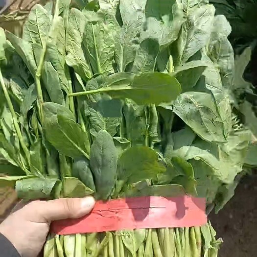邯郸小叶菠菜