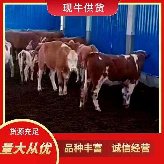 威宁县西门塔尔牛，土黄牛，