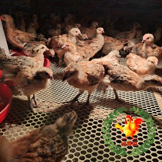 衡阳脱温土鸡苗青脚土鸡5－6两左右量大优惠欢迎详谈