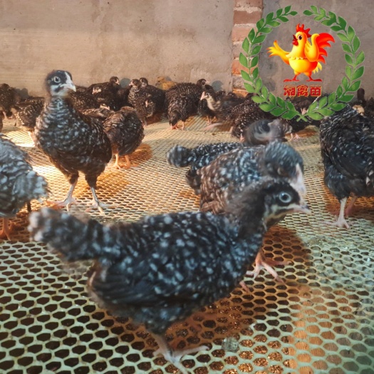 衡阳出售小种芦花鸡苗脱温鸡一个月鸡量大优惠做了疫苗