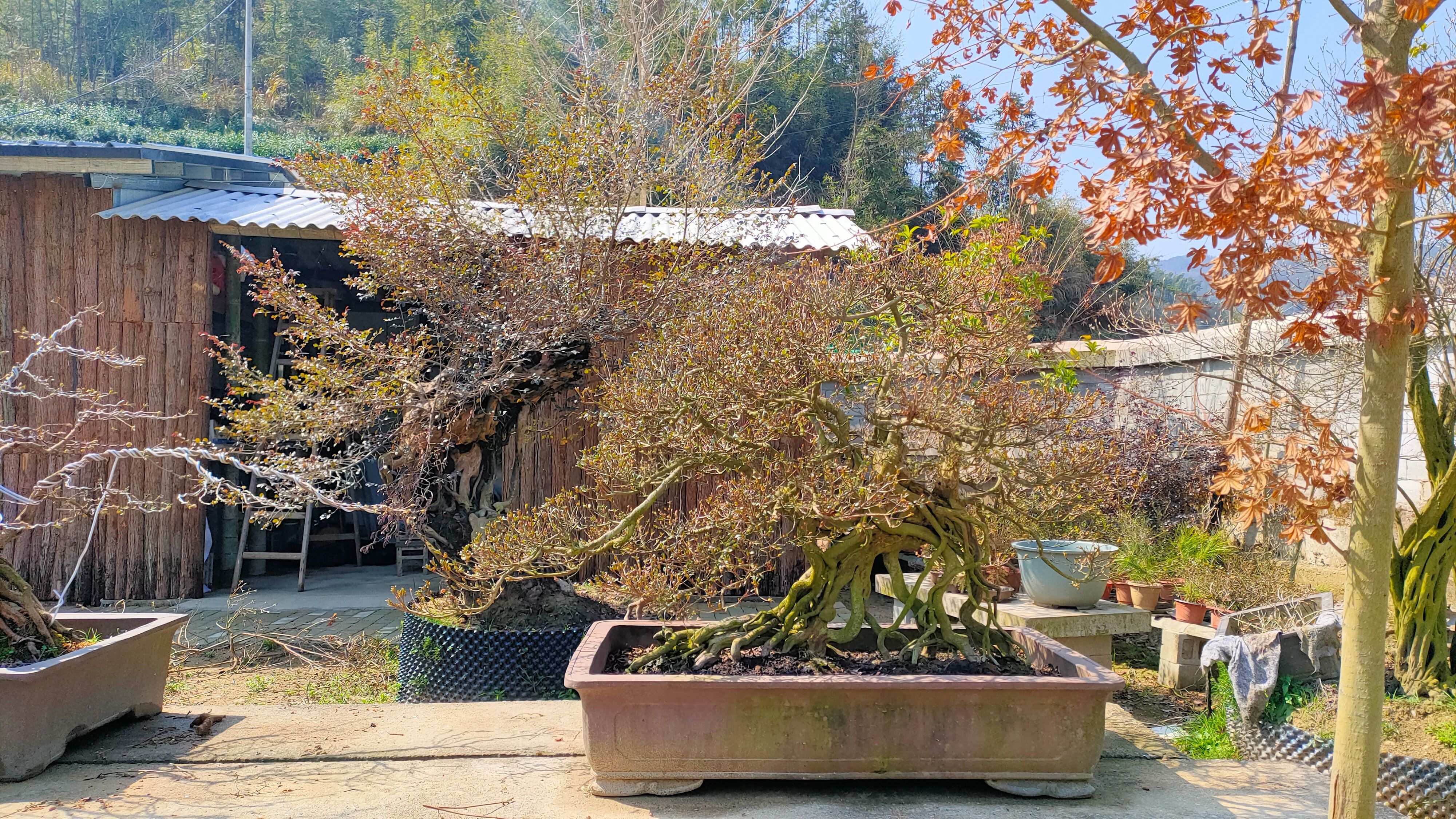 貨源半價別墅庭院濱河公園擺放造型映山紅綠植花卉