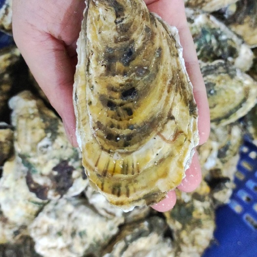 北海3+黄金蚝