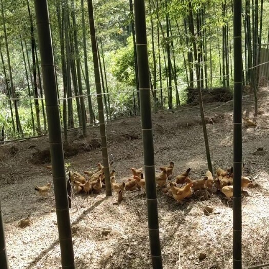宣城满山跑散养老母鸡童子鸡