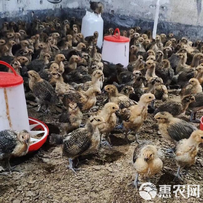 孵化场基地直销优质脱温青脚土鸡鸡活苗厂家直销品种正包邮