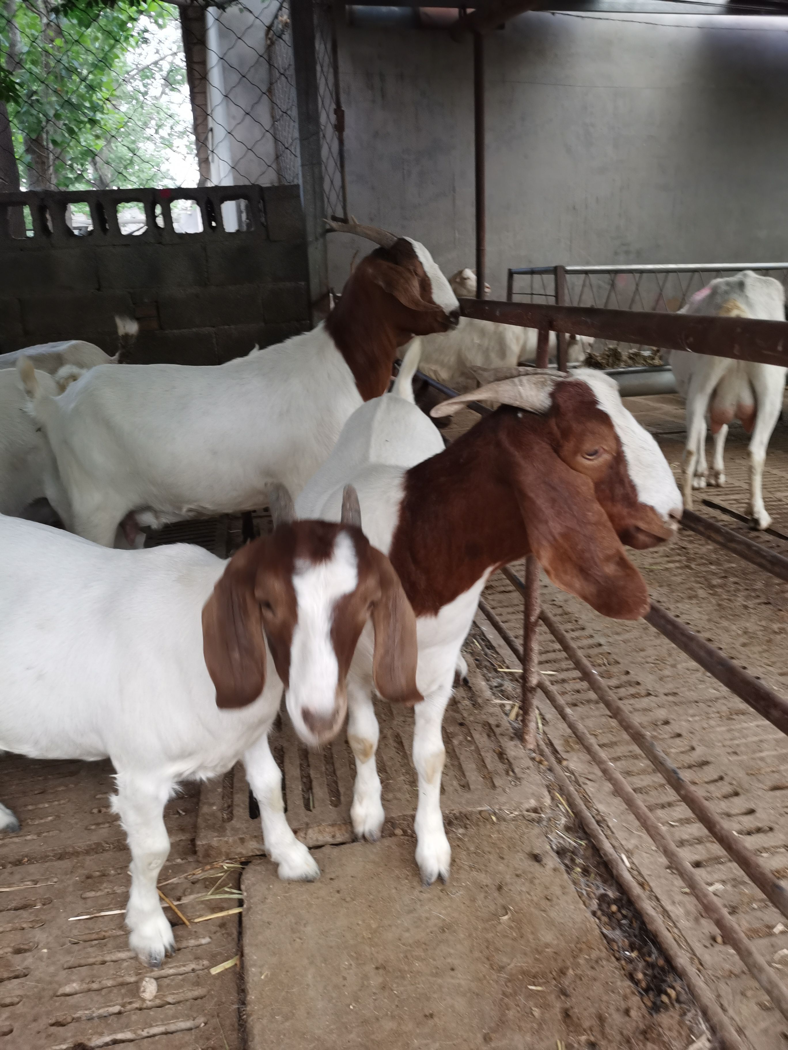 山羊波尔山羊种羊羊羔子