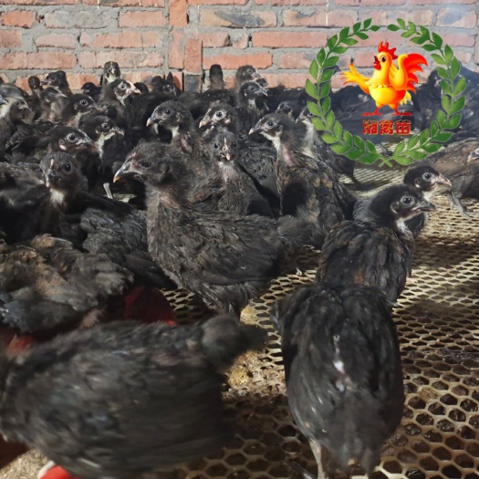 衡阳黑鸡苗   黑土鸡苗脱温鸡母5－6两量大优惠欢迎详谈