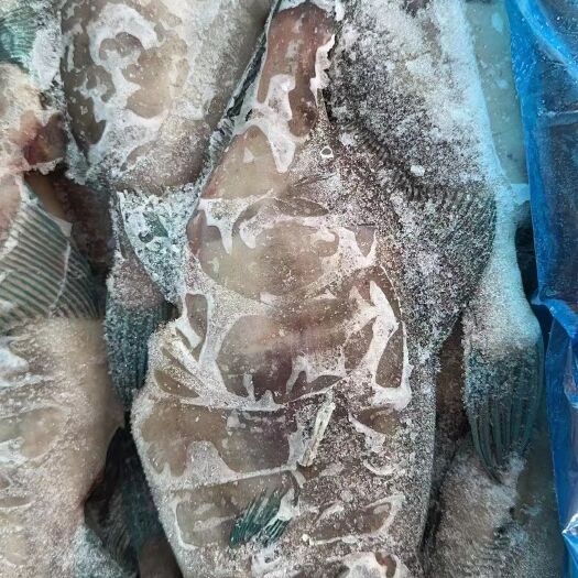 上海绿鰭马面鲀蓝尾马面鱼扒皮鱼耗儿鱼橡皮鱼