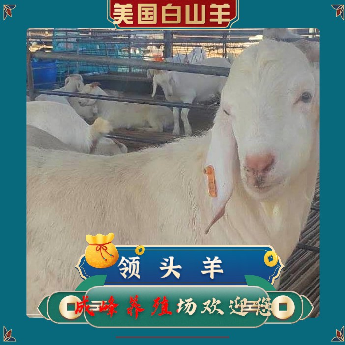 自家养殖山羊白山羊