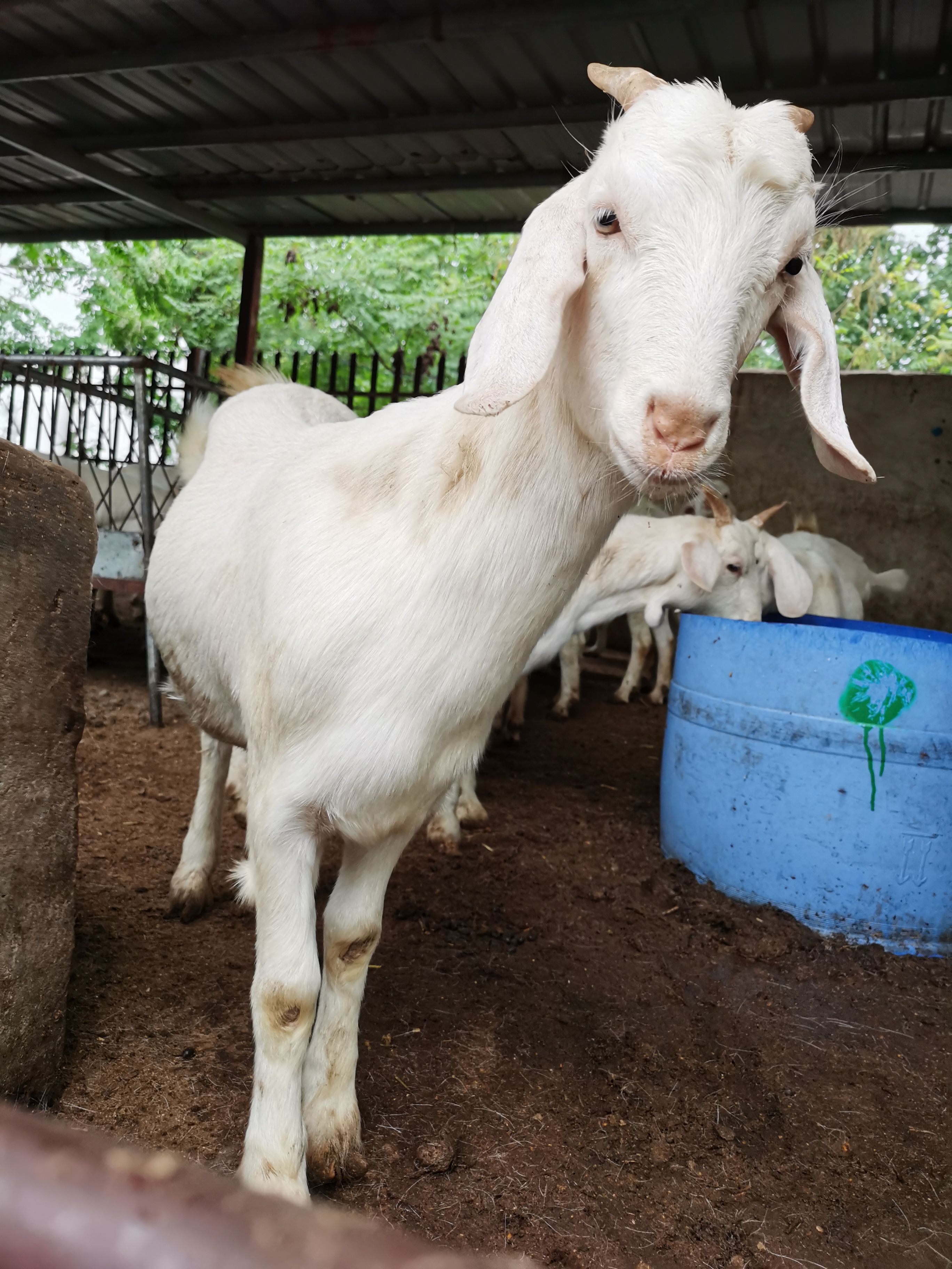 自家养殖山羊白山羊