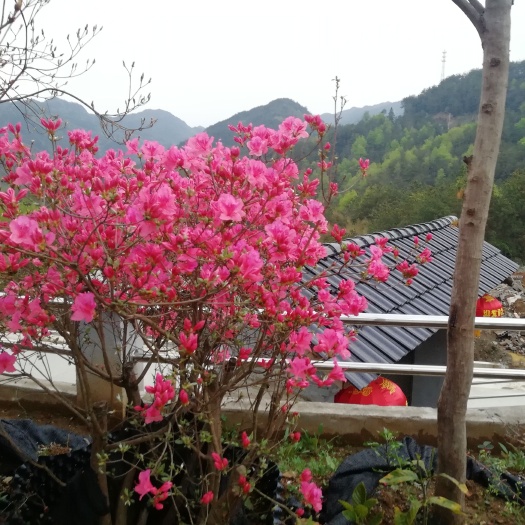 潜山市货源半价别墅庭院滨河公园摆放造型映山红绿植花卉
