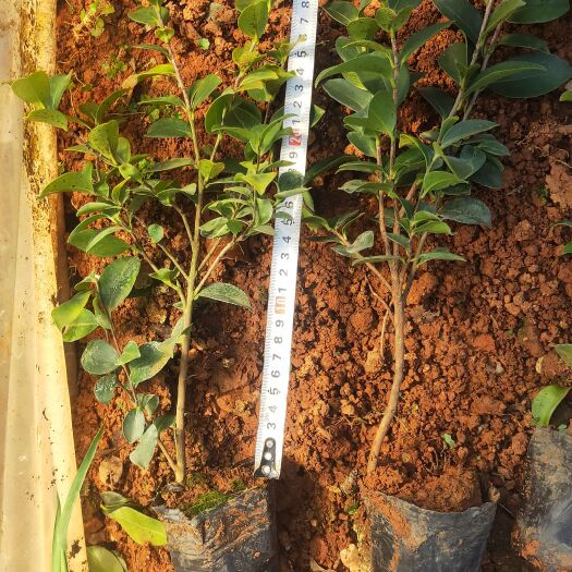 宜良县茶梅  茶梅一手货源  茶梅种植销售