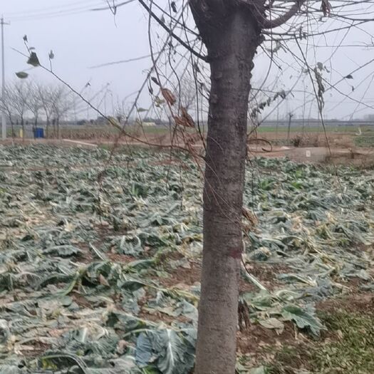 宁阳县大量朴树