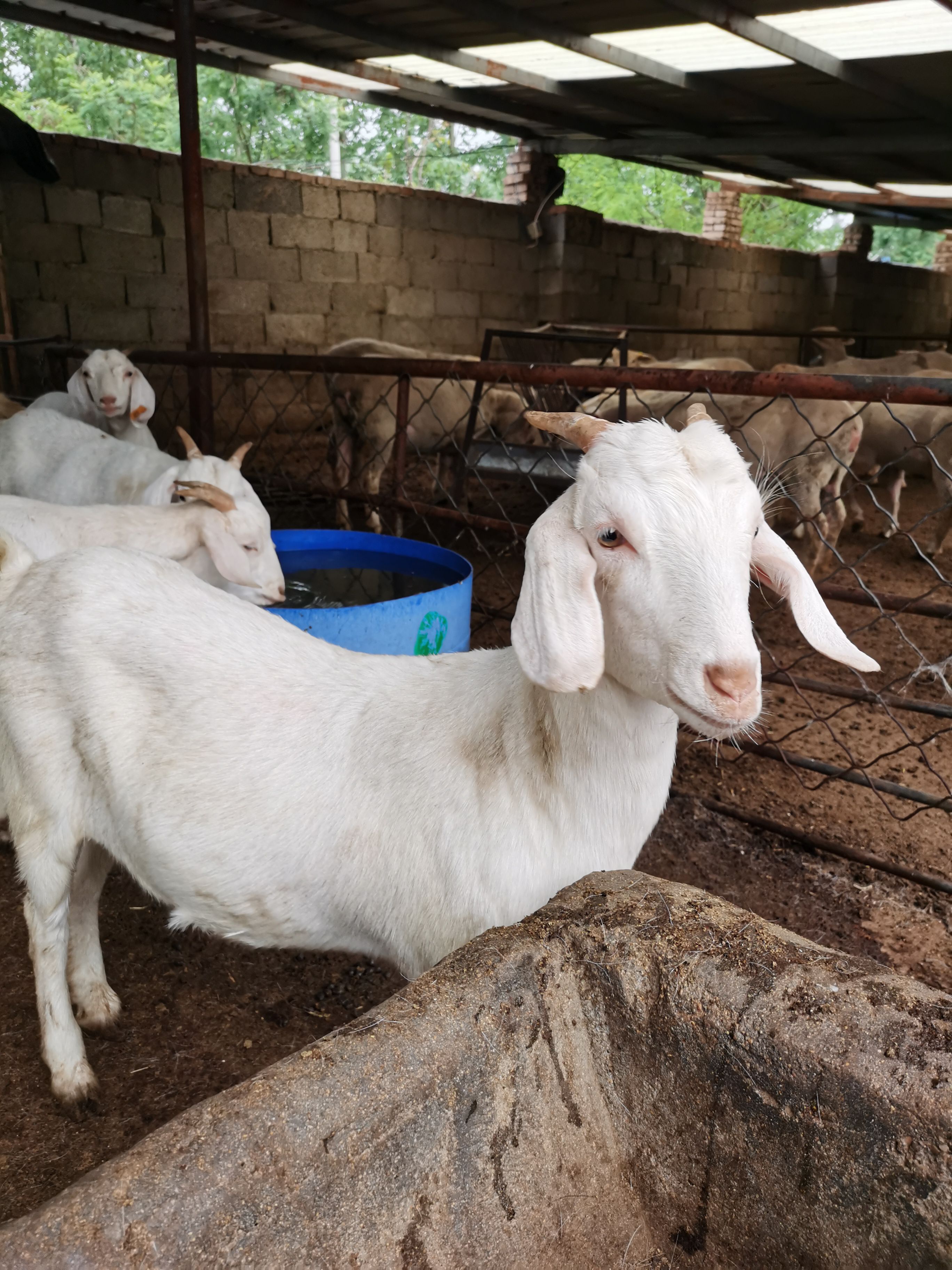自家养殖山羊白山羊