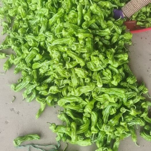 兰陵县精品，芜湖椒