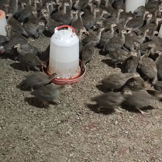 衡阳孵化场基地直销优质脱温珍珠鸡活苗厂家直销品种正包邮