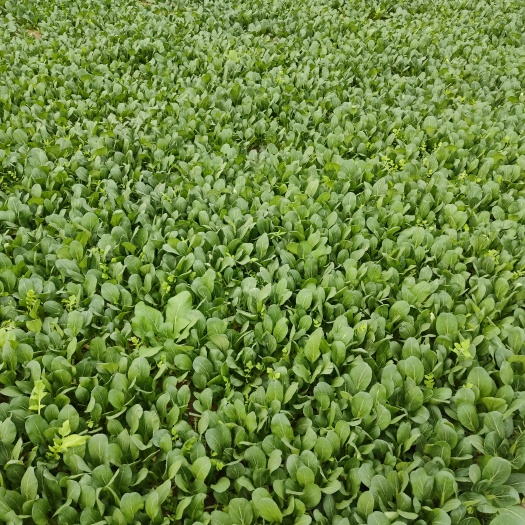 咸阳新鲜青菜上市