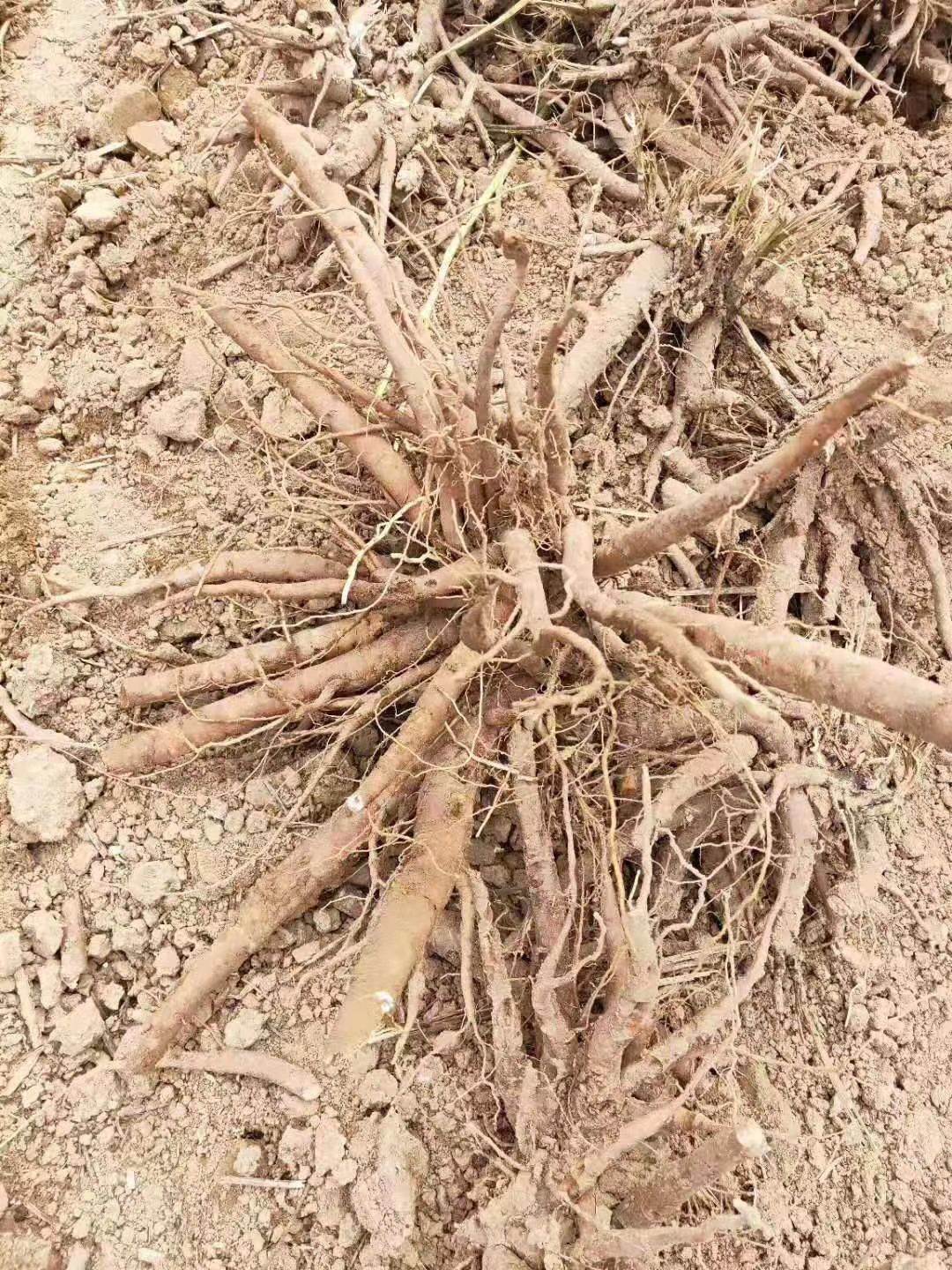 白芍芽头，白芍苗自产自销现货供应，免费技术指导签订回收合同。