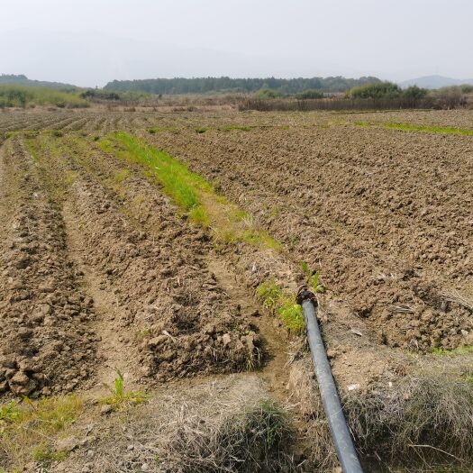 常宁市农村大面积旱地，水浇地出租流转