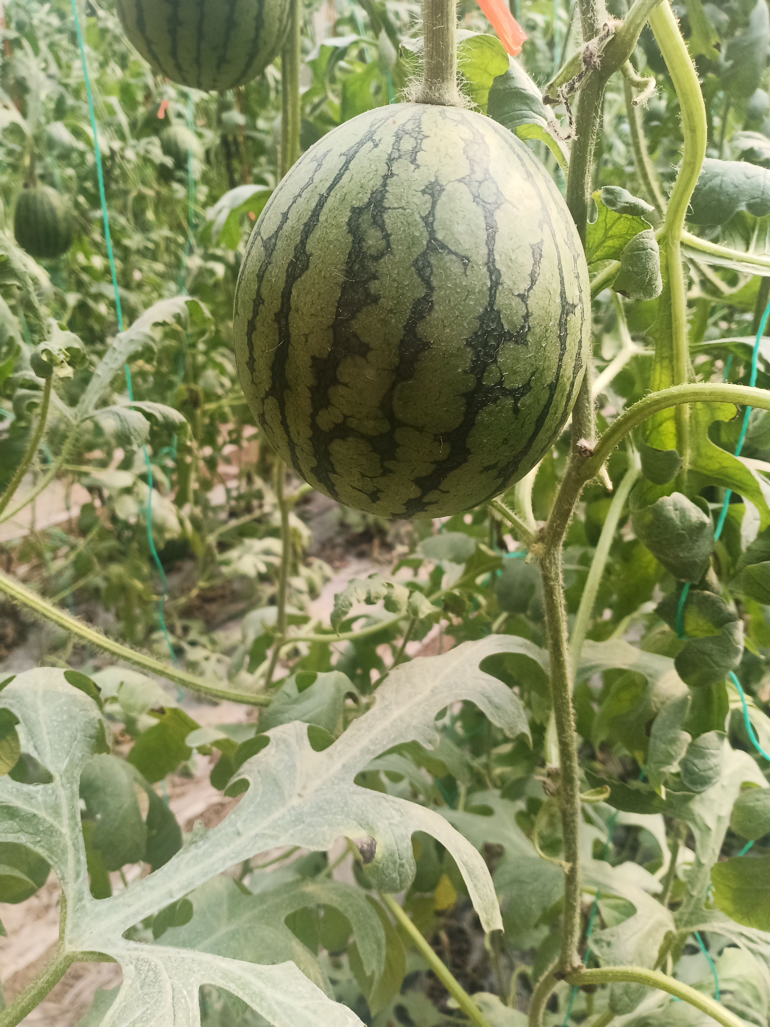 山东全美二K 早春红玉西瓜 有籽 1茬 9成熟 3斤打底