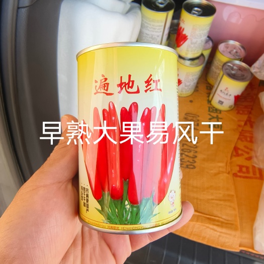 扶沟县遍地红朝天椒种子早熟籽多抗旱耐热抗重茬抗病亩产1080斤
