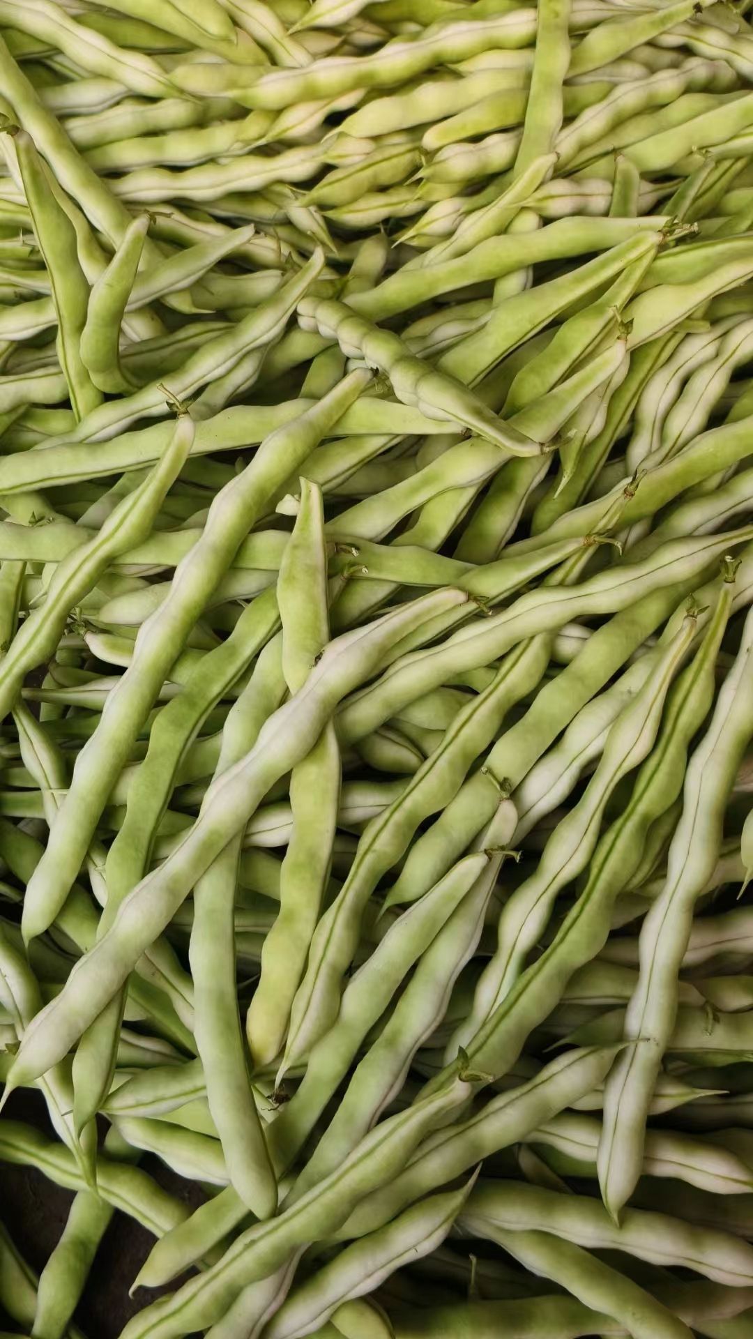 沂水县芸豆 优质九粒白芸豆，白不老，大量上市了，需要的老板联系