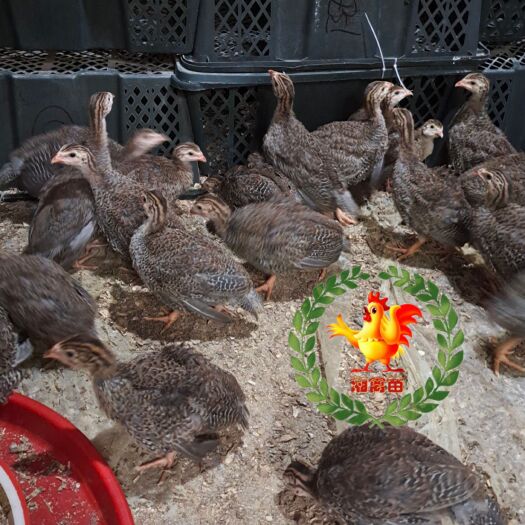 衡阳出售珍珠鸡苗脱温苗架子鸡半大鸡一个月的