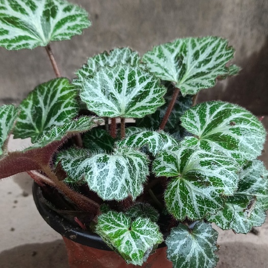 虎耳草双色杯苗培育基地，常年大量批发供应，货源充足，可开发票