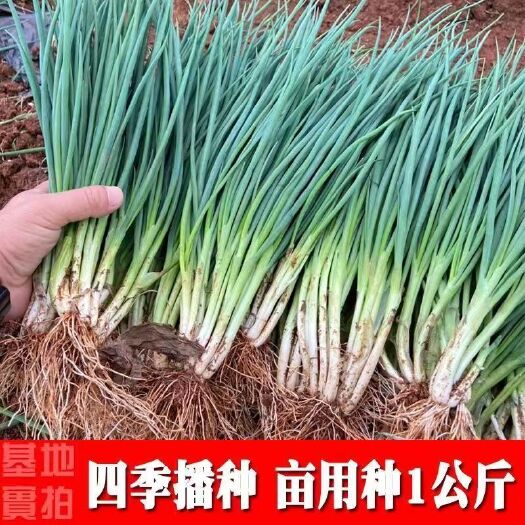 成都四季小香葱种子阳台室内盆栽易种植蔬菜种子小葱香葱种籽家庭