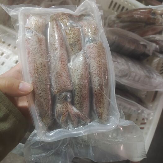 琼海市鱿鱼活冻批发-活冻小管-东山岛小管批发-笔管销售