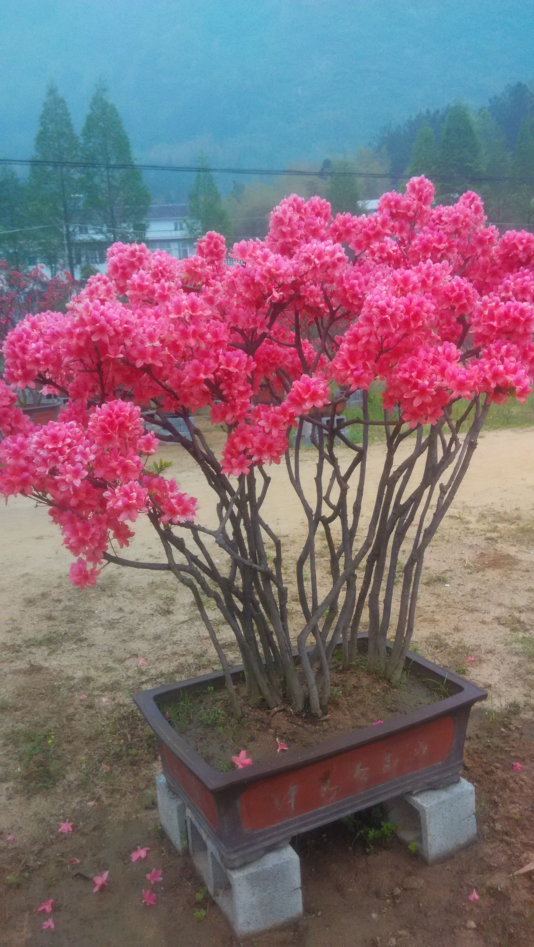 貨源半價別墅庭院濱河公園擺放造型映山紅綠植花卉