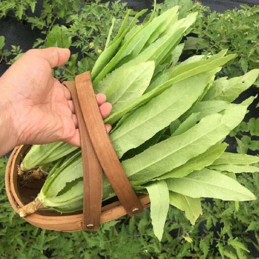 油麦菜种子四季香甜脆无斑四季播种盆栽庭院种植阳台有机蔬菜种子