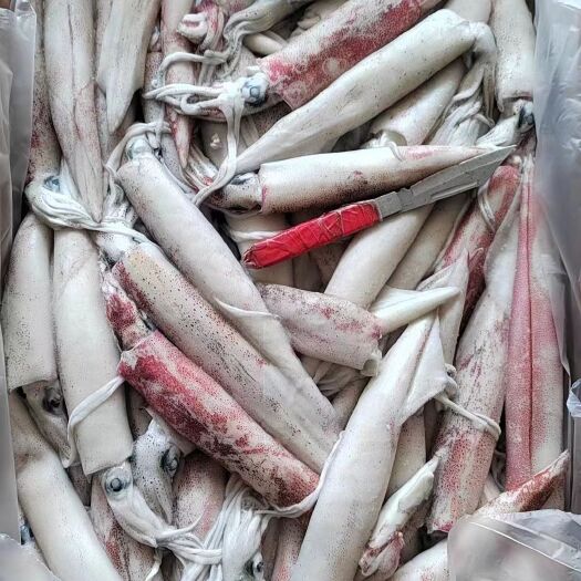 北海灯光鱿鱼