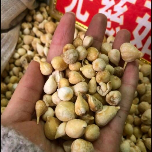 昆山市山慈菇